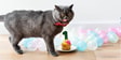 scottish fold